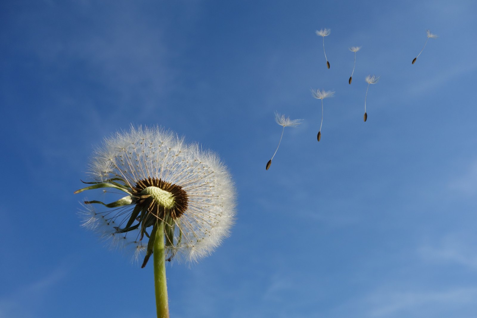Dandelion seeds carried by the wind